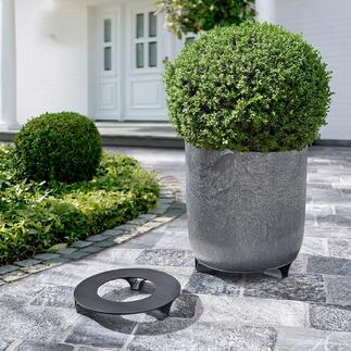 Belles jardinières avec soucoupes sur un chemin pavé.