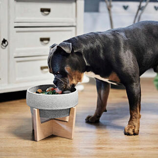 Chien devant une gamelle en Granicium® sur un support en bois