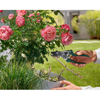 Sécateur à maintien dans la main d'un jardinier en train de tailler des fleurs