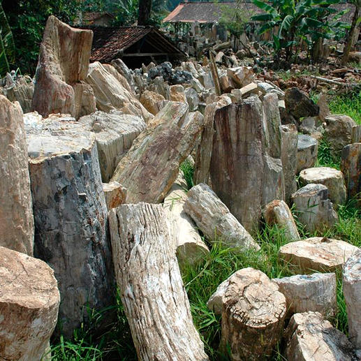 Sensationnel : bois datant de 20 millions d’années, de l’espèce tropicale Dipterocarpus.
