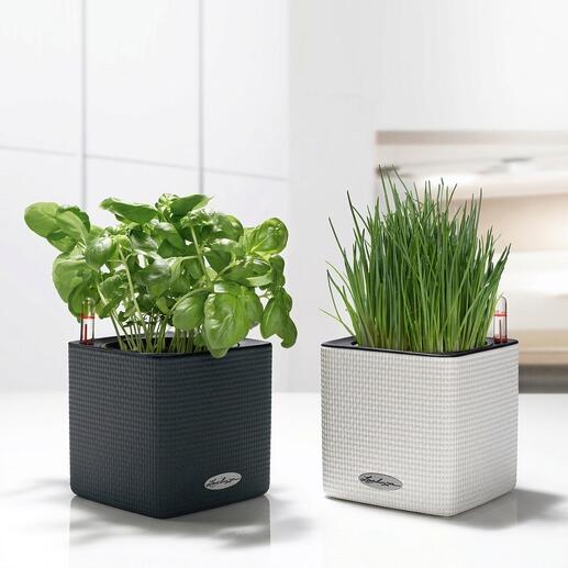 Deux pots à herbes auto-arrosants, un noir et un blanc.