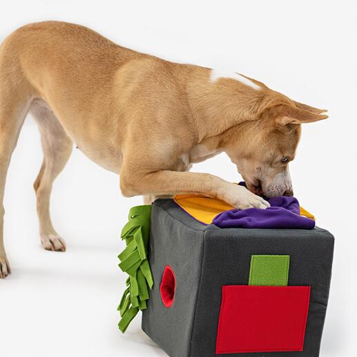 Jouet pour chiens et chats « Sniffbox » La recherche de friandises est à la fois un jeu, un entraînement et une expérience réussie.