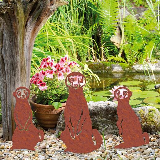 Dans votre jardin et vos parterres, tout comme dans vos jardinières ou vos pots à plantes, l’amusant trio de suricates met toujours de bonne humeur.