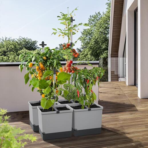 Porte-plantes L’endroit optimal pour les plantes grimpantes – dans un espace réduit.