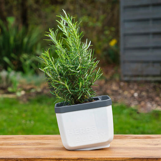 Pots à herbes aromatiques avec rappel d’arrosage, lot de 3 pièces Fini les herbes aromatiques desséchées – plus facile que jamais avec ces pots à herbes.