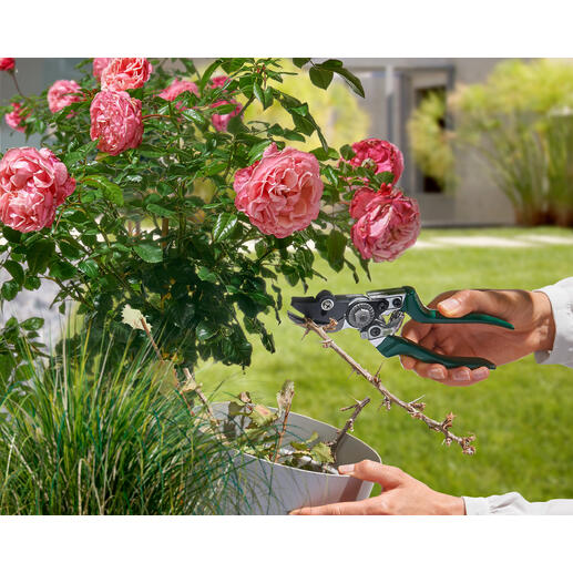 Sécateur à maintien dans la main d'un jardinier en train de tailler des fleurs