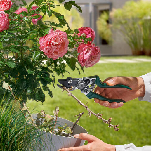 Sécateur à maintien dans la main d'un jardinier en train de tailler des fleurs