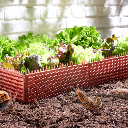 Clôture anti-limaces entourée de légumes frais dans le jardin.