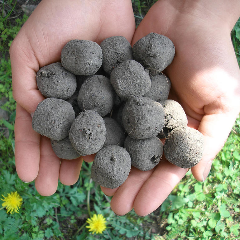 Des mains tenant un ensemble de bombes à graines en terre et en graines.