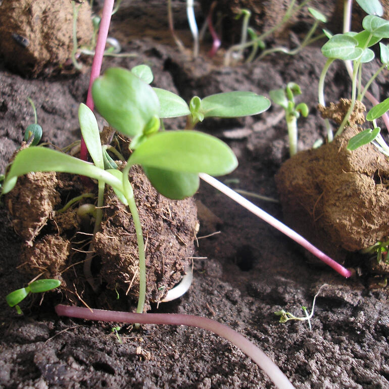 Jeunes plantes sortant de la terre dans un jardin.