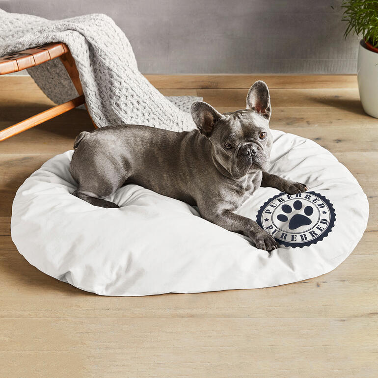 Chien sur un coussin blanc avec motif de patte.