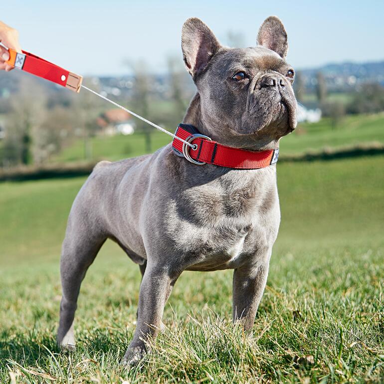 Chien avec collier 2-en-1 et laisse rouge dans une prairie.