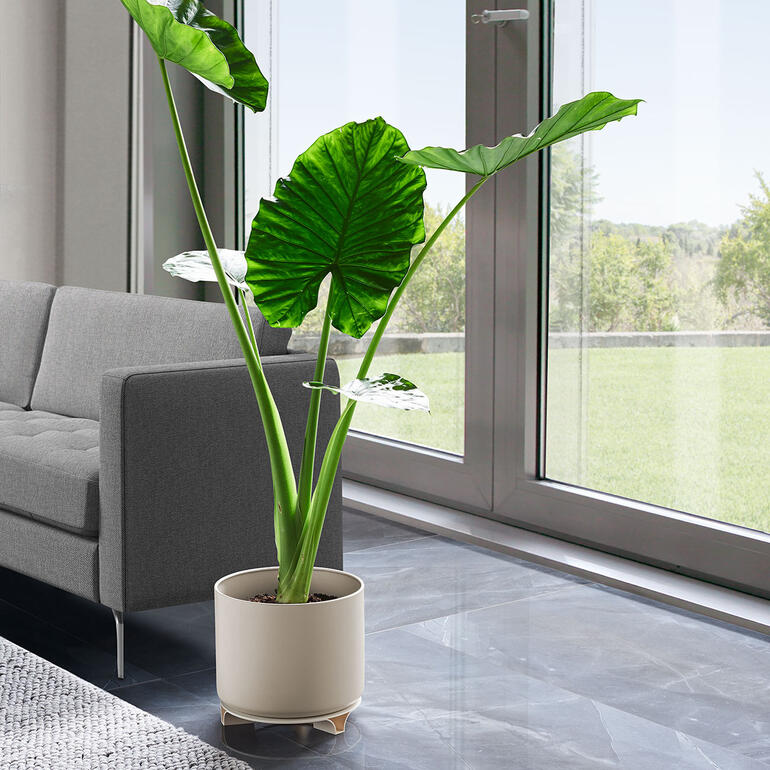 Également parfait pour l’intérieur. Grande plante en fleurs dans un pot en terre cuite moderne.