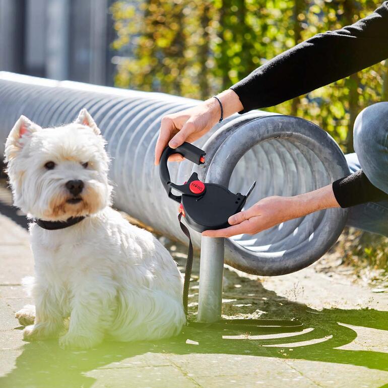 Chien à côté d'un homme utilisant une laisse rétractable avec fonction d'accrochage.