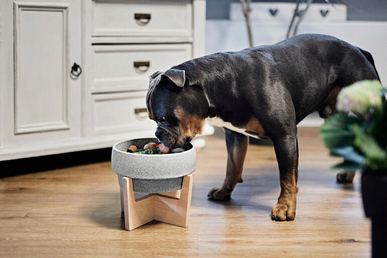 Chien devant une gamelle en Granicium® sur un support en bois