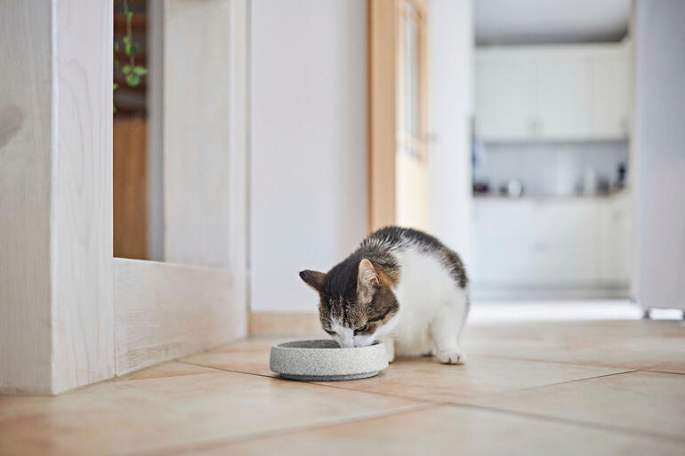 Également disponible en gamelle pour chat. Chat buvant dans une gamelle en Granicium® sur le sol
