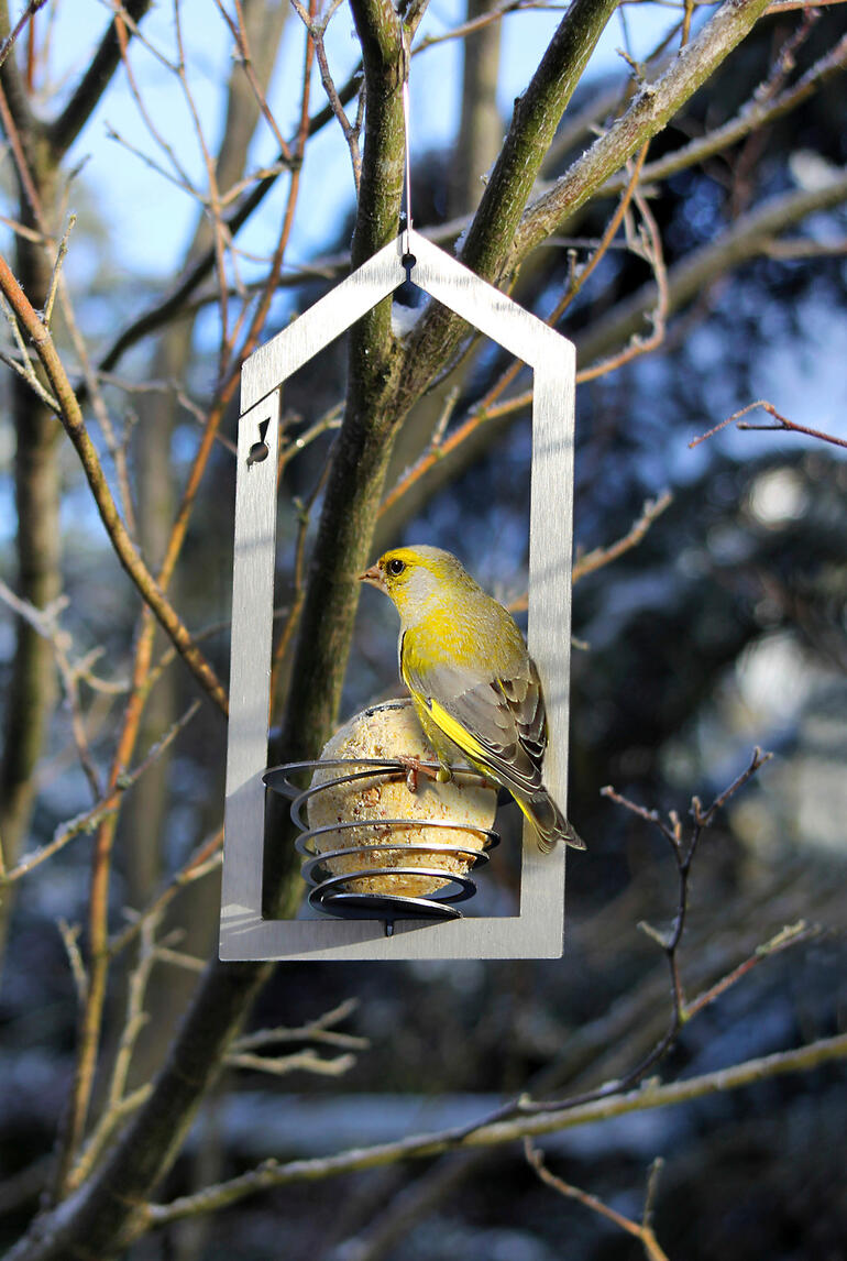 Verdier sur un support de boule de graisse devant un ciel bleu