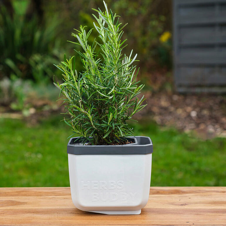Pots à herbes aromatiques avec rappel d’arrosage, lot de 3 pièces Pot à herbes blanc avec romarin à l'extérieur.