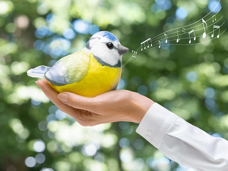 Mésange bleue dans la main chantant une chanson.