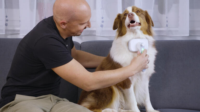 Un homme brosse un chien avec une brosse à poils d'animaux sur le canapé.