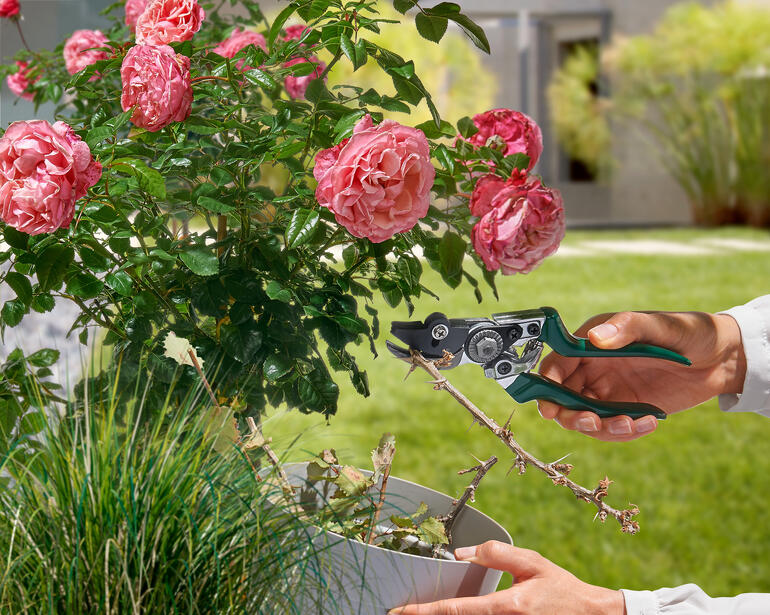 Sécateur à maintien dans la main d'un jardinier en train de tailler des fleurs