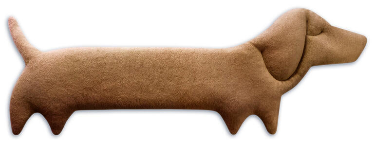 Teckel chauffant couleur caramel sur fond blanc.