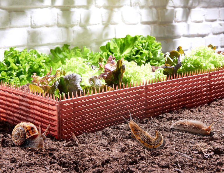 Clôture anti-limaces entourée de légumes frais dans le jardin.