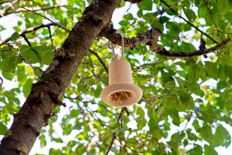 Maison à insectes 3-en-1 suspendue à un arbre, entourée de feuillage frais.
